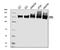 Carbamoyl-Phosphate Synthase 1 antibody, A01320-2, Boster Biological Technology, Western Blot image 