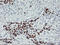 p53 antibody, LS-C786075, Lifespan Biosciences, Immunohistochemistry frozen image 