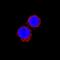 Interleukin 1 Beta antibody, MAB33401, R&D Systems, Immunocytochemistry image 