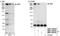 RBAF600 antibody, NBP1-28730, Novus Biologicals, Immunoprecipitation image 