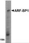 HECT, UBA And WWE Domain Containing E3 Ubiquitin Protein Ligase 1 antibody, 4213, ProSci, Western Blot image 