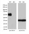 Neuroplastin antibody, M08495, Boster Biological Technology, Western Blot image 