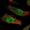 Ubiquitin Protein Ligase E3A antibody, NBP1-89092, Novus Biologicals, Immunofluorescence image 