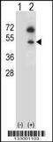 GNAS antibody, MBS9203183, MyBioSource, Western Blot image 