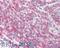 Signal-Induced Proliferation-Associated 1 antibody, A05549, Boster Biological Technology, Immunohistochemistry frozen image 