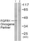 FGFR1 Oncogene Partner antibody, abx013075, Abbexa, Western Blot image 