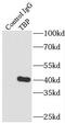 TATA-Box Binding Protein antibody, FNab08527, FineTest, Immunoprecipitation image 