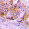 Caspase 4 antibody, LS-C351915, Lifespan Biosciences, Immunohistochemistry paraffin image 