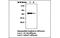 Protein Tyrosine Phosphatase Non-Receptor Type 6 antibody, MBS832779, MyBioSource, Western Blot image 