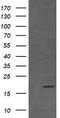 Cancer/Testis Antigen 1B antibody, LS-C174395, Lifespan Biosciences, Western Blot image 