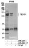 TBC1 Domain Family Member 1 antibody, A305-225A, Bethyl Labs, Immunoprecipitation image 