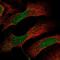 Defective In Cullin Neddylation 1 Domain Containing 4 antibody, NBP1-81526, Novus Biologicals, Immunofluorescence image 