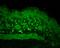 Heat Shock Protein Family H (Hsp110) Member 1 antibody, PA5-77793, Invitrogen Antibodies, Immunohistochemistry frozen image 