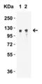 Vinculin antibody, 7809, ProSci, Western Blot image 