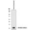 S100 Calcium Binding Protein A12 antibody, AF1052, R&D Systems, Western Blot image 