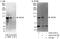 Spindle And Centriole Associated Protein 1 antibody, A303-272A, Bethyl Labs, Western Blot image 