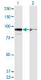 Adenosine Monophosphate Deaminase 2 antibody, LS-C139430, Lifespan Biosciences, Western Blot image 