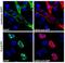 GFP antibody, SP3005P, Origene, Immunofluorescence image 