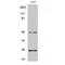 Transforming Growth Factor Beta 3 antibody, LS-C386402, Lifespan Biosciences, Western Blot image 