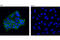 Insulin Like Growth Factor 1 Receptor antibody, 9750S, Cell Signaling Technology, Immunofluorescence image 