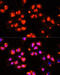 Homeobox B9 antibody, 13-514, ProSci, Immunofluorescence image 