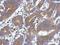 Ataxin 10 antibody, NBP2-15493, Novus Biologicals, Immunohistochemistry paraffin image 