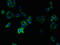 Transmembrane Protein 14B antibody, LS-C285628, Lifespan Biosciences, Immunofluorescence image 