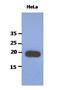 Poly(A) Binding Protein Interacting Protein 2 antibody, MBS200235, MyBioSource, Western Blot image 
