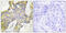 Isoleucyl-TRNA Synthetase 2, Mitochondrial antibody, GTX87187, GeneTex, Immunohistochemistry paraffin image 