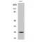 Eukaryotic Translation Initiation Factor 4E antibody, LS-C383319, Lifespan Biosciences, Western Blot image 