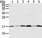 Ubiquitin Like 4A antibody, TA350566, Origene, Western Blot image 