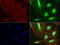 Galectin 3 antibody, LS-C796932, Lifespan Biosciences, Immunofluorescence image 
