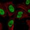 MPTP antibody, NBP2-48528, Novus Biologicals, Immunofluorescence image 