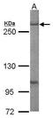 FAS antibody, TA308751, Origene, Western Blot image 