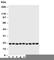 Cytoglobin antibody, R30742, NSJ Bioreagents, Western Blot image 