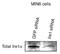 Endoplasmic Reticulum To Nucleus Signaling 1 antibody, TA336287, Origene, Western Blot image 