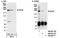 RE1 Silencing Transcription Factor antibody, NB100-756, Novus Biologicals, Immunoprecipitation image 