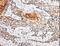 Angiopoietin-related protein 4 antibody, LS-C403814, Lifespan Biosciences, Immunohistochemistry frozen image 