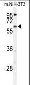 Transmembrane Protein 108 antibody, LS-C161964, Lifespan Biosciences, Western Blot image 