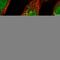 Tetratricopeptide Repeat Domain 33 antibody, HPA038252, Atlas Antibodies, Immunofluorescence image 