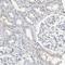 Flap Structure-Specific Endonuclease 1 antibody, HPA006748, Atlas Antibodies, Immunohistochemistry frozen image 