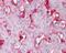 Beta-2-Microglobulin antibody, 48-997, ProSci, Immunohistochemistry paraffin image 