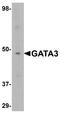 GATA Binding Protein 3 antibody, A00593, Boster Biological Technology, Western Blot image 