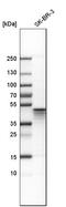 Aurora Kinase A antibody, HPA002636, Atlas Antibodies, Western Blot image 