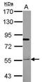 TEA Domain Transcription Factor 4 antibody, PA5-27984, Invitrogen Antibodies, Western Blot image 