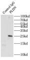 P2 antibody, FNab06531, FineTest, Immunoprecipitation image 