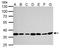 Thymidylate Synthetase antibody, GTX103235, GeneTex, Western Blot image 