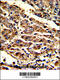 Homer Scaffold Protein 1 antibody, 62-806, ProSci, Immunohistochemistry paraffin image 