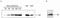 Nuclear Receptor Subfamily 3 Group C Member 1 antibody, 49-1026, Invitrogen Antibodies, Western Blot image 