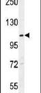 Acyl-CoA Dehydrogenase Family Member 10 antibody, PA5-24293, Invitrogen Antibodies, Western Blot image 